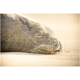Sleeping Seal | Acrylic Print
