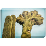 Cactus Labyrinth | Acrylic Block