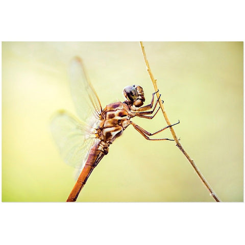 Metallic Dragonfly | Acrylic Print