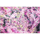 Spring Blossoms | Acrylic Print