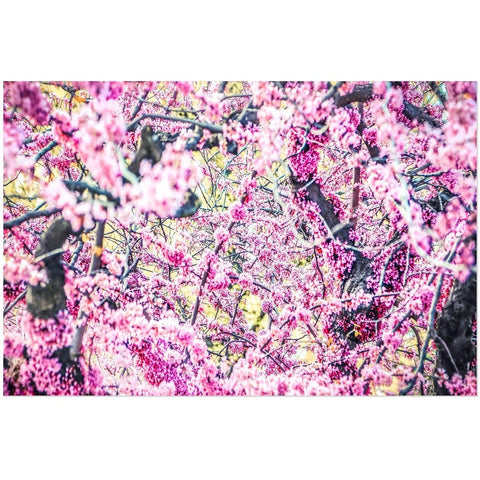Spring Blossoms | Acrylic Print