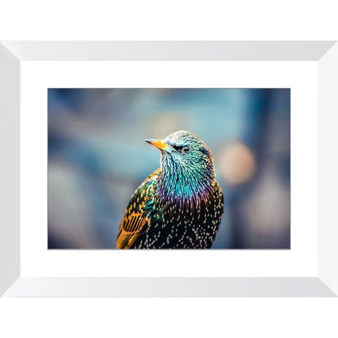 European Starling | Framed Print