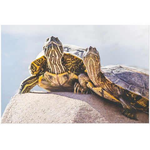 Turtle Couple | Acrylic Print