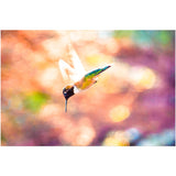 Hummingbird in Flight | Acrylic Print