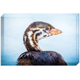Baby Grebe | Acrylic Block