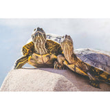 Turtle Couple | Metallic Print