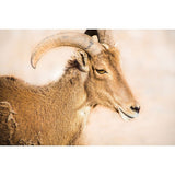 Elk Spirit | Metallic Print