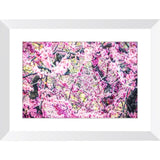 Spring Blossoms | Framed Print