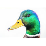 Rainbow Duck | Acrylic Print
