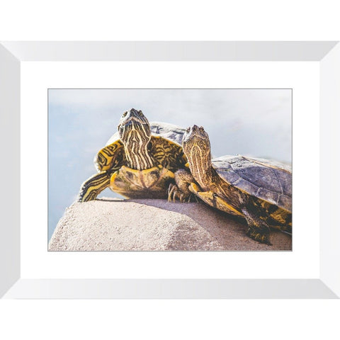 Turtle Couple | Framed Print