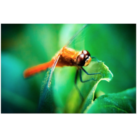The Dragonfly | Acrylic Print