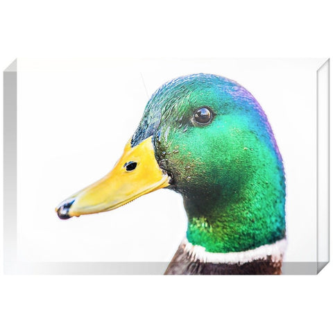 Rainbow Duck | Acrylic Block