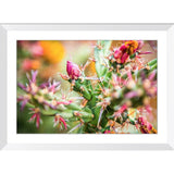 Cactus Blossom | Framed Print
