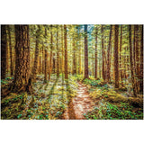 Enchanted Forest | Acrylic Print