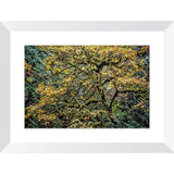 Autumn Glory | Framed Print