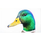 Rainbow Duck | Acrylic Print