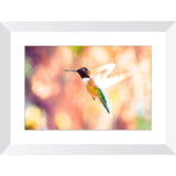 Hummingbird in Flight | Framed Print