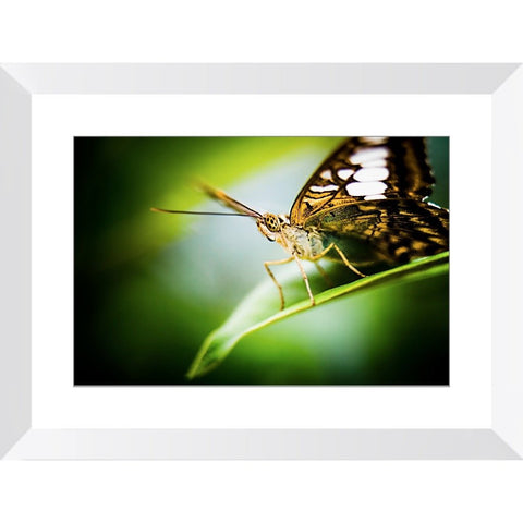 Butterfly Gaze | Framed Print