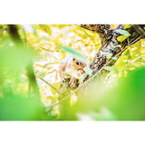 Baby Squirrel | Metallic Print