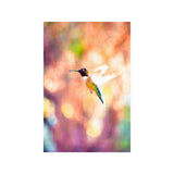 Hummingbird in Flight | Poster