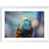 European Starling | Framed Print