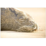 Sleeping Seal | Canvas Wrap