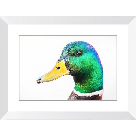 Rainbow Duck | Framed Print
