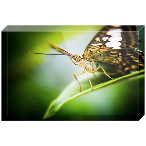 Butterfly Gaze | Acrylic Block