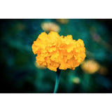 Bloom | Metallic Print