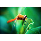 The Dragonfly | Acrylic Print