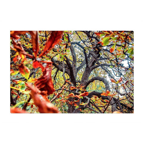 Autumn Dance | Canvas Wrap