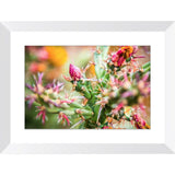 Cactus Blossom | Framed Print