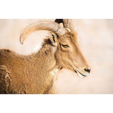 Elk Spirit | Metallic Print