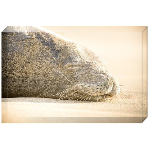 Sleeping Seal | Acrylic Block