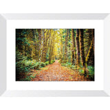 Path To Bainbridge | Framed Print