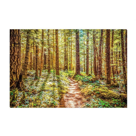 Enchanted Forest | Canvas Wrap