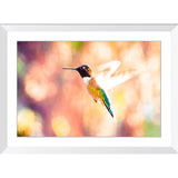 Hummingbird in Flight | Framed Print