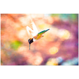 Hummingbird in Flight | Acrylic Print