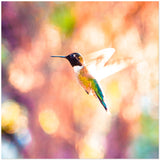 Hummingbird in Flight | Acrylic Print