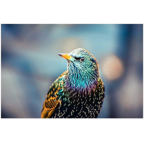 European Starling | Acrylic Print