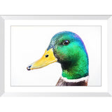 Rainbow Duck | Framed Print