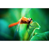 The Dragonfly | Metallic Print
