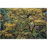Autumn Glory | Acrylic Print