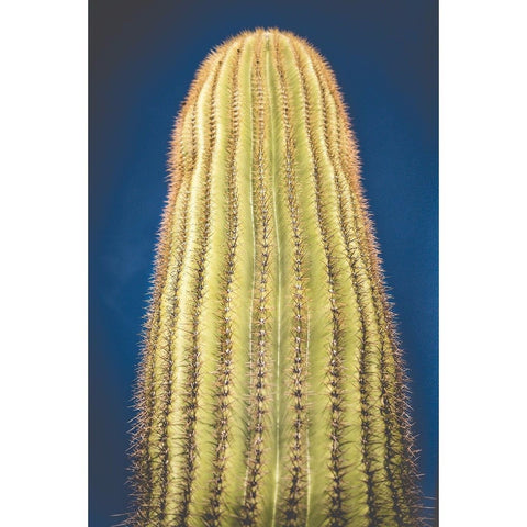Cactus Rising | Metallic Print