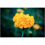 Bloom | Acrylic Print