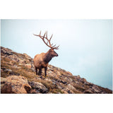 Wise Elk | Acrylic Print