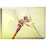 Metallic Dragonfly | Acrylic Block