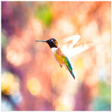 Hummingbird in Flight | Acrylic Print