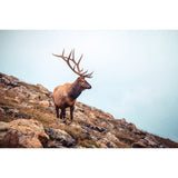 Wise Elk | Metallic Print