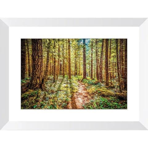 Enchanted Forest | Framed Print